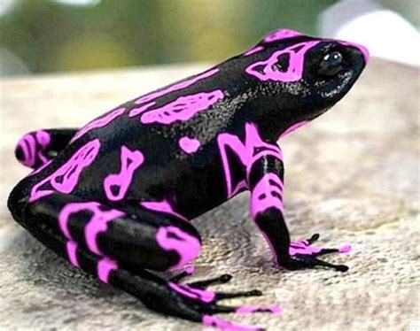 Costa Rican Variable Harlequin Toad | Naturally Scientific | Pinterest ...