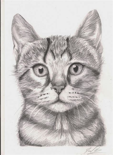 37+ Cat Drawing In Pencil - Aleya Wallpaper