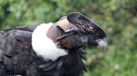 Andean Condors in Ecuador - How and Where to see them