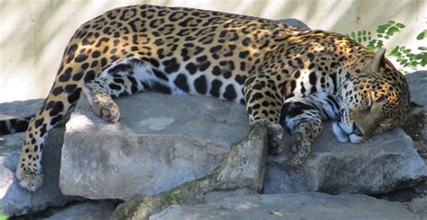 Jaguar Sleeping Free Stock Photo - Public Domain Pictures