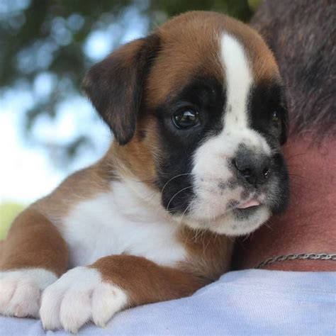 Red female 1 litter-I | Boxer Puppies NorDom Kennel