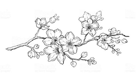 Cherry Blossom Tree Drawing Black And White - Drawing Word Searches