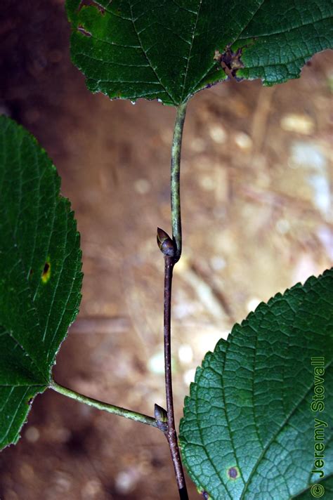 SFA Dendro - Moraceae Morus rubra - red mulberry (Lab 2)