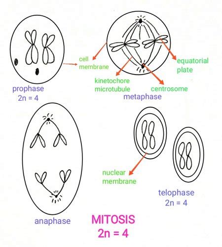 Draw a cell in interphase and each phase mitosis (the diploid or 2N number of chromosomes equal ...