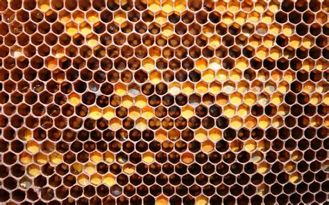 Wallpaper : brown, beehive, natural material, honeycomb, orange, organism, amber, line, circle ...