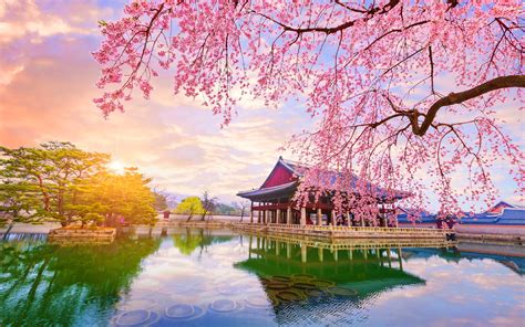 Wallpaper : nature, trees, South Korea, cherry blossom, reflection 3840x2400 - fple - 1930261 ...