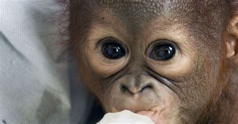 IAR releases photos and footage of latest rescued baby orangutan, accompanied by an urgent ...