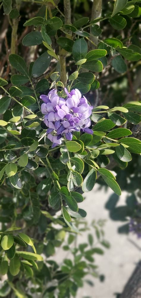 Sophora secundiflora - Texas Mountain Laurel Design – LifeByOrtavia