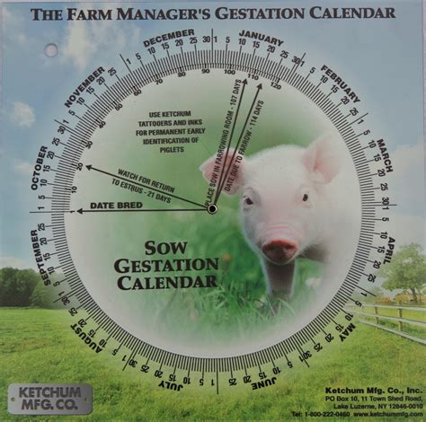 Pig Gestation Calendar - Adena Arabela