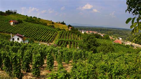 Hungary - Wine Region | Wine-Searcher