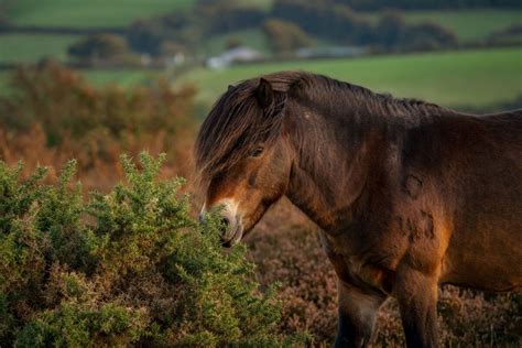 15 Amazing England National Animals and Where to Find Them | Day Out in England