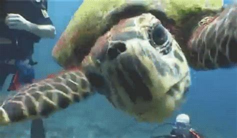 Sea Turtle GIFs - Find & Share on GIPHY