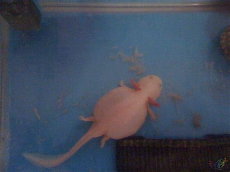 Enigma axolotl - nipodupdates