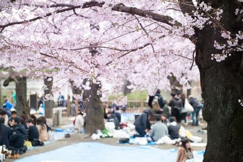 Japanese Festivals: Hanami | All About Japan