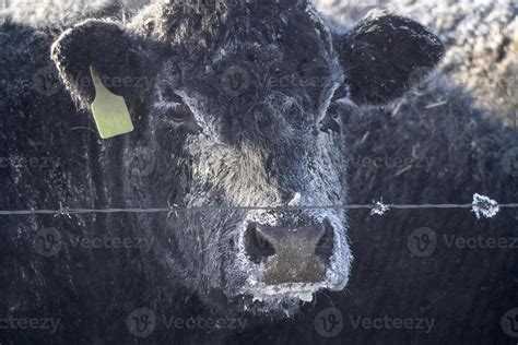 Cattle in Winter 5098938 Stock Photo at Vecteezy