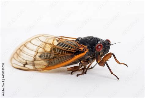 Dying Brood X Cicada Close Up Stock Photo | Adobe Stock