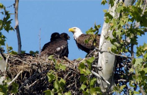 Free picture: bald, eagle, bird, nest, tree, top, chick