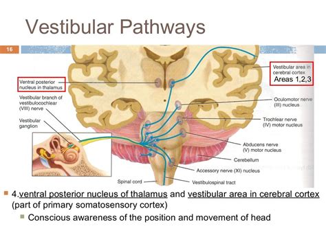 The Vestibular System