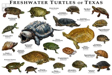 Pin by Connie Witherell on Animals/Species | Freshwater turtles, Types ...