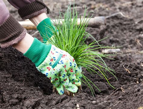 6 Tips on Growing Chives in Your Herb Garden