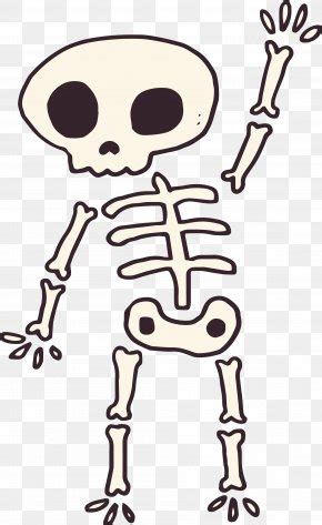 Human Skeleton Images, Human Skeleton Transparent PNG, Free download