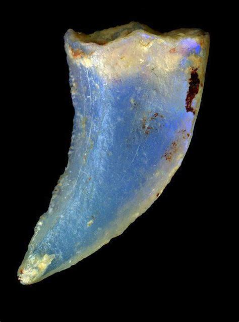 Occasionally, fossils turn into opal instead of stone. The fossils that turned into opal are ...