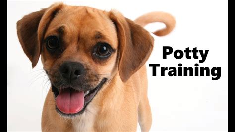 How To Potty Train A Puggle Puppy - Puggle House Training Tips ...