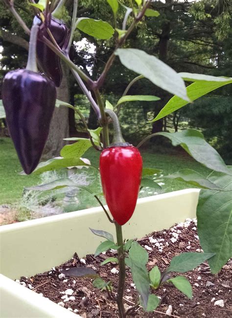 Jalapeño Peppers: How to Grow and Care for - SproutedGarden.com