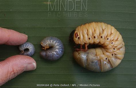 Minden Pictures stock photos - Stages 1, 2 and 3 of Hercules beetle ...