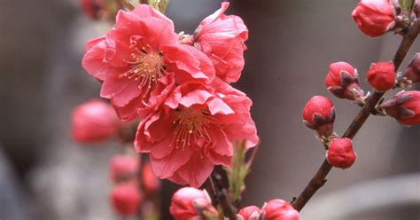 Great Spots for Plum Blossoms in Kansai | DiGJAPAN!