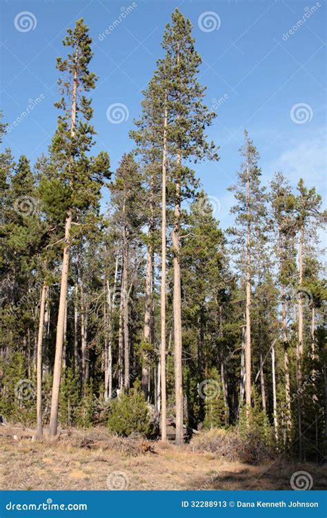 Whitebark Pine (Pinus Albicaulis) Stock Photos - Image: 32288913