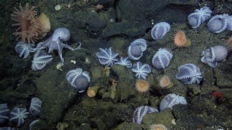 Atop an Underwater Hot Spring, an ‘Octopus Garden’ Thrives - The New York Times