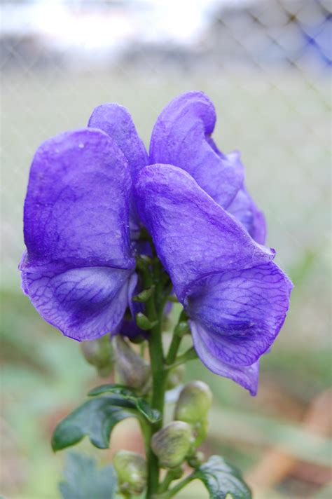 Monkshood (Wolfsbane) - Advice From The Herb Lady