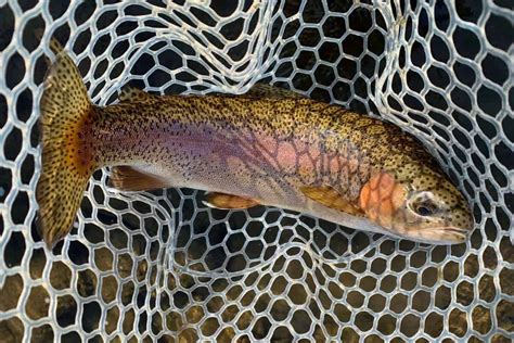 Cutbow vs. Rainbow vs. Cutthroat Trout: What’s the Difference?