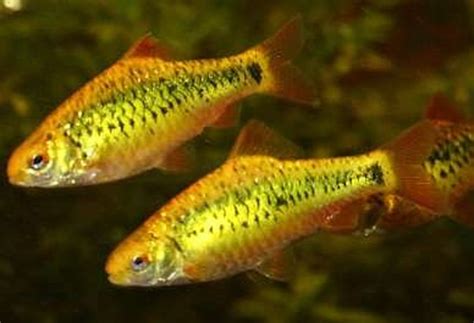 Gold Barbs: Care and Good Tank Mates for This Aquarium Fish | PetHelpful