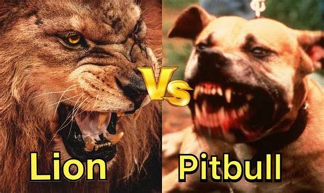 Pitbull vs Lion Real Fight – Lion vs Pitbull animal fight 2019