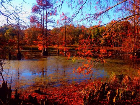 Swamp outside Aliceville Alabama. | Big fish, Alabama, Adventure