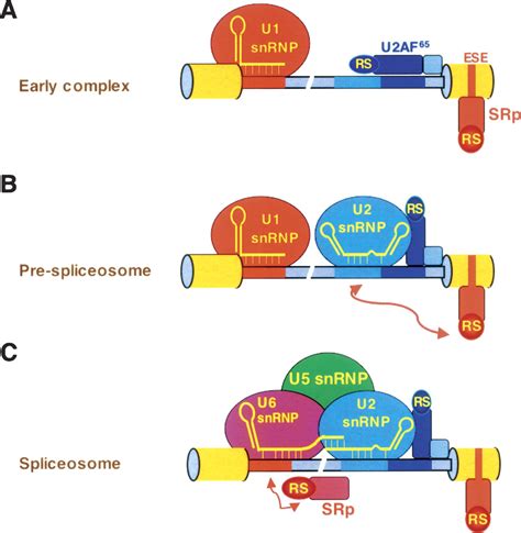 A simple principle to explain the evolution of pre-mRNA splicing