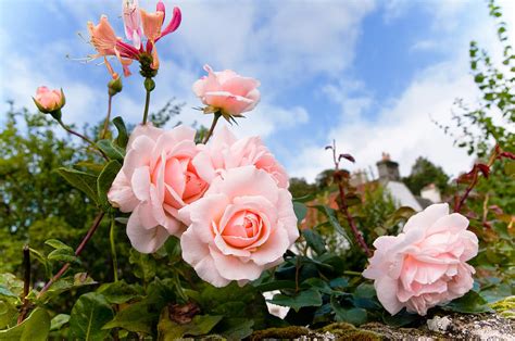 Scottish Roses Photograph by Jenny Rainbow - Fine Art America