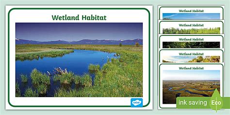 FREE! - Wetland Habitat Display Photos Poster Pack - KS1 - Twinkl