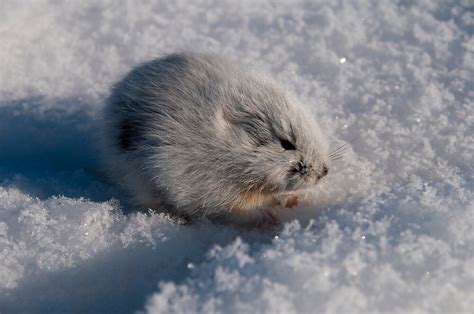 "An Arctic Lemming in the Spring" by atlasthetitan | Redbubble