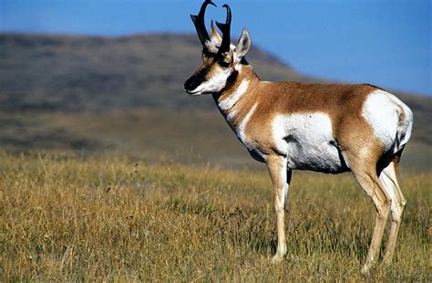 Pronghorn Provide Unique Hunting Challenge in Colorado - HuntScore