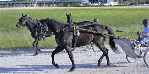 The Standardbred: All You Need To Know About This Unique Horse Breed – Insider Horse – Latest ...