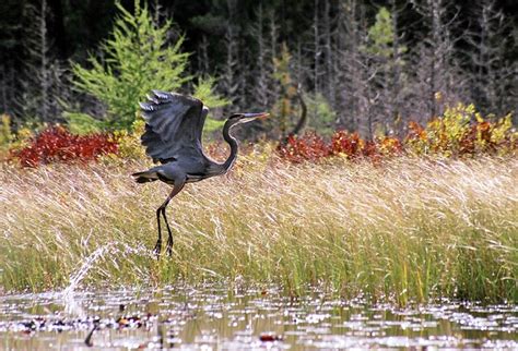 12 Best Hiking Trails in Algonquin Provincial Park | PlanetWare