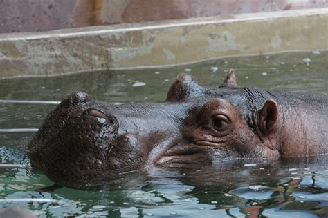 Nile Hippopotamus | Nile Hippopotamus or just Hippopotamus (… | Flickr