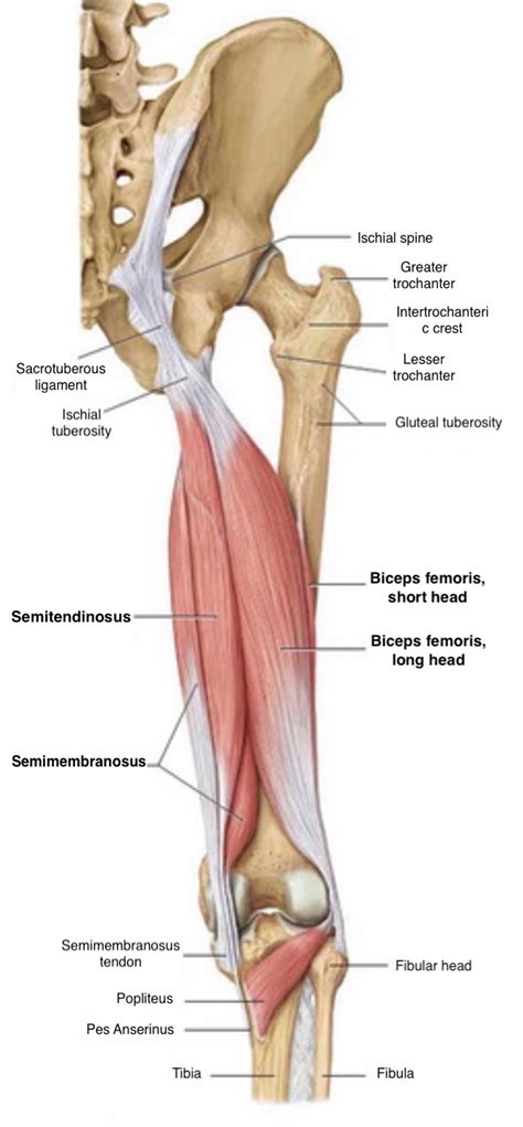 Hamstring Injuries - Knee & Sports - Orthobullets