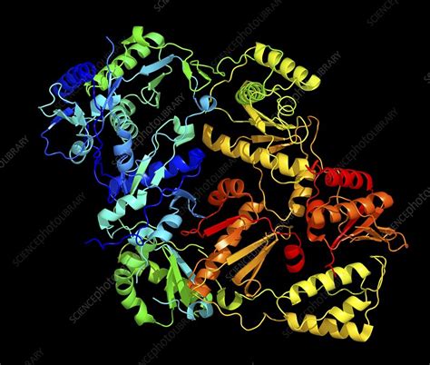 Reverse transcriptase and inhibitor - Stock Image - F003/0299 - Science Photo Library