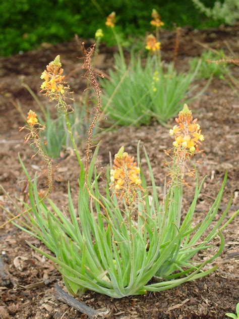 Bulbine Frutescens (10 seeds) | Protea Seeds