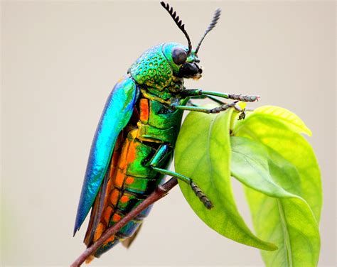 Jewel Beetles - Description, Behaviors and Habitat