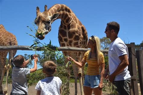 Feed Giraffes at the Werribee Zoo with Wild Animal Encounters - Mum's ...